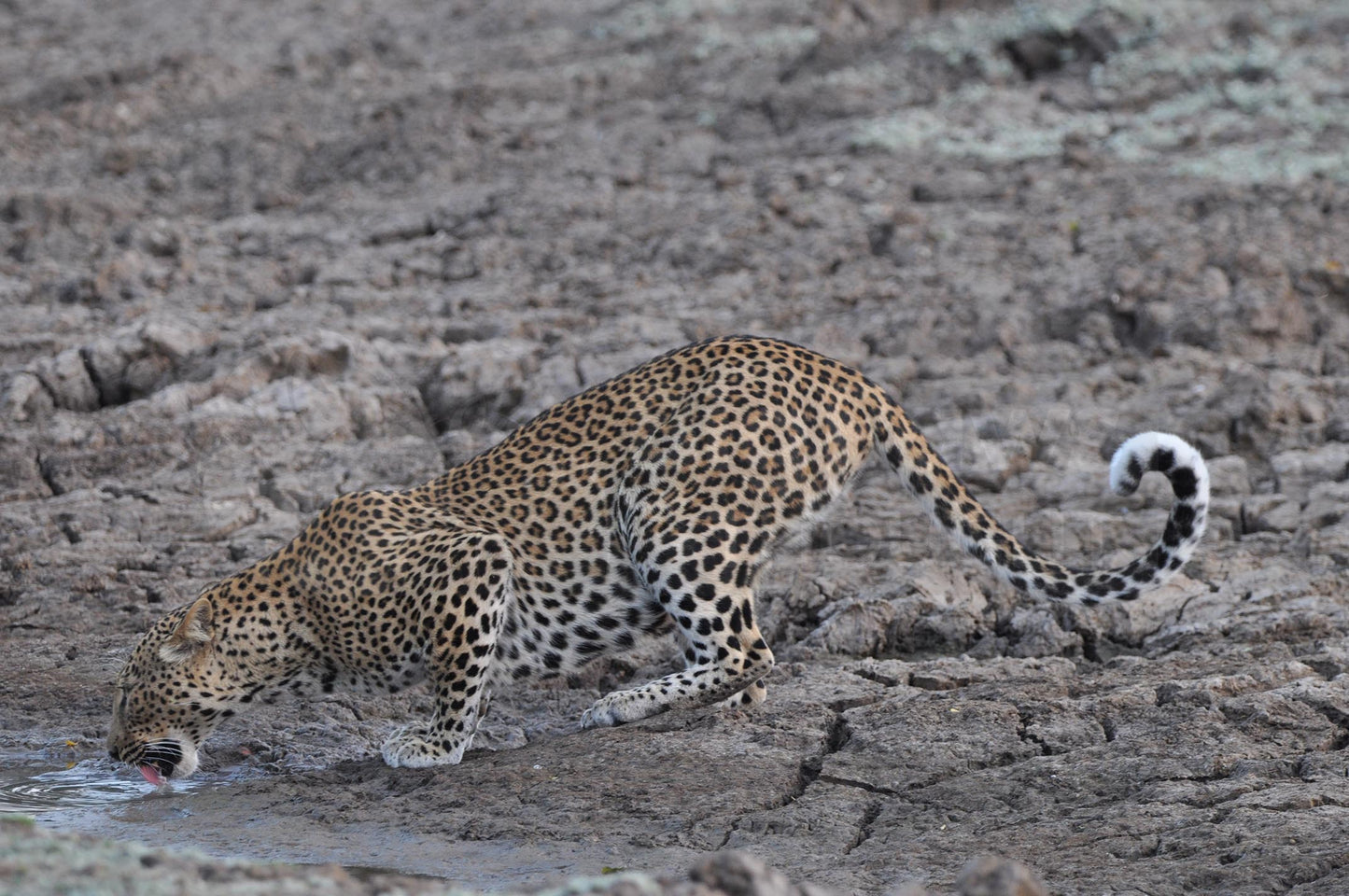 Leopard Boxed Presenter