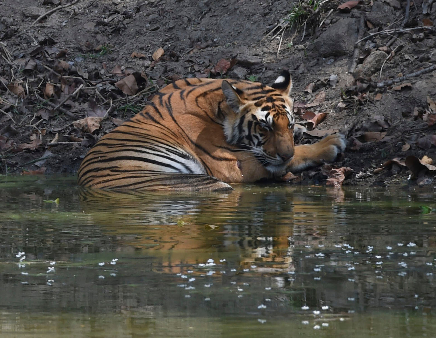 Indian Tigers