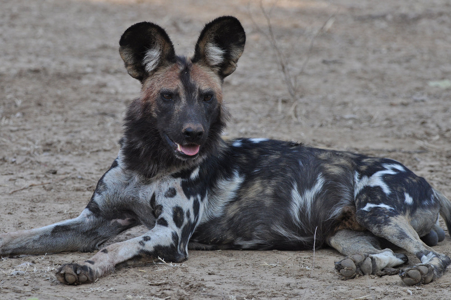 Painted Dogs