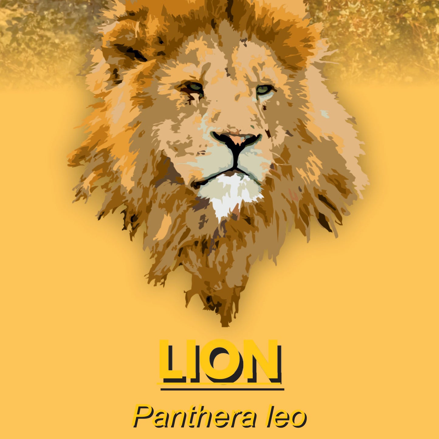 Lion Factsheet