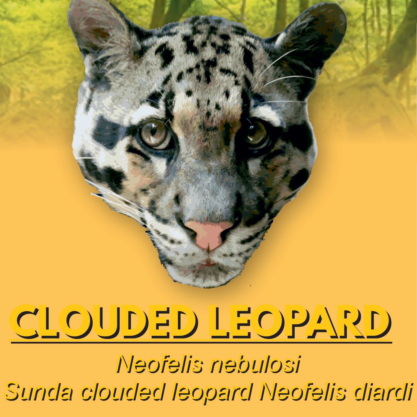 Clouded leopard Factsheet