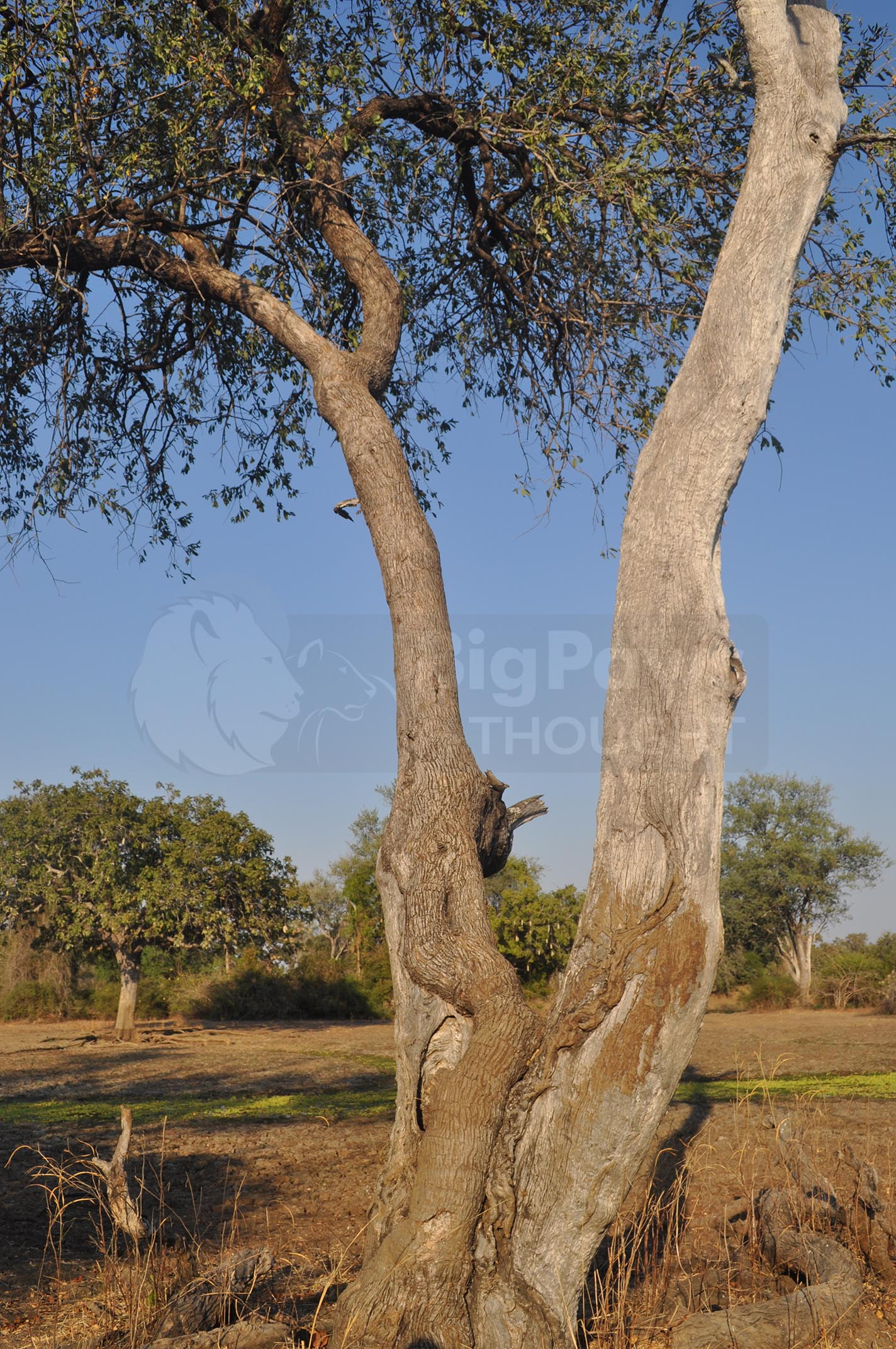 Wild Africa Boxed Presenter