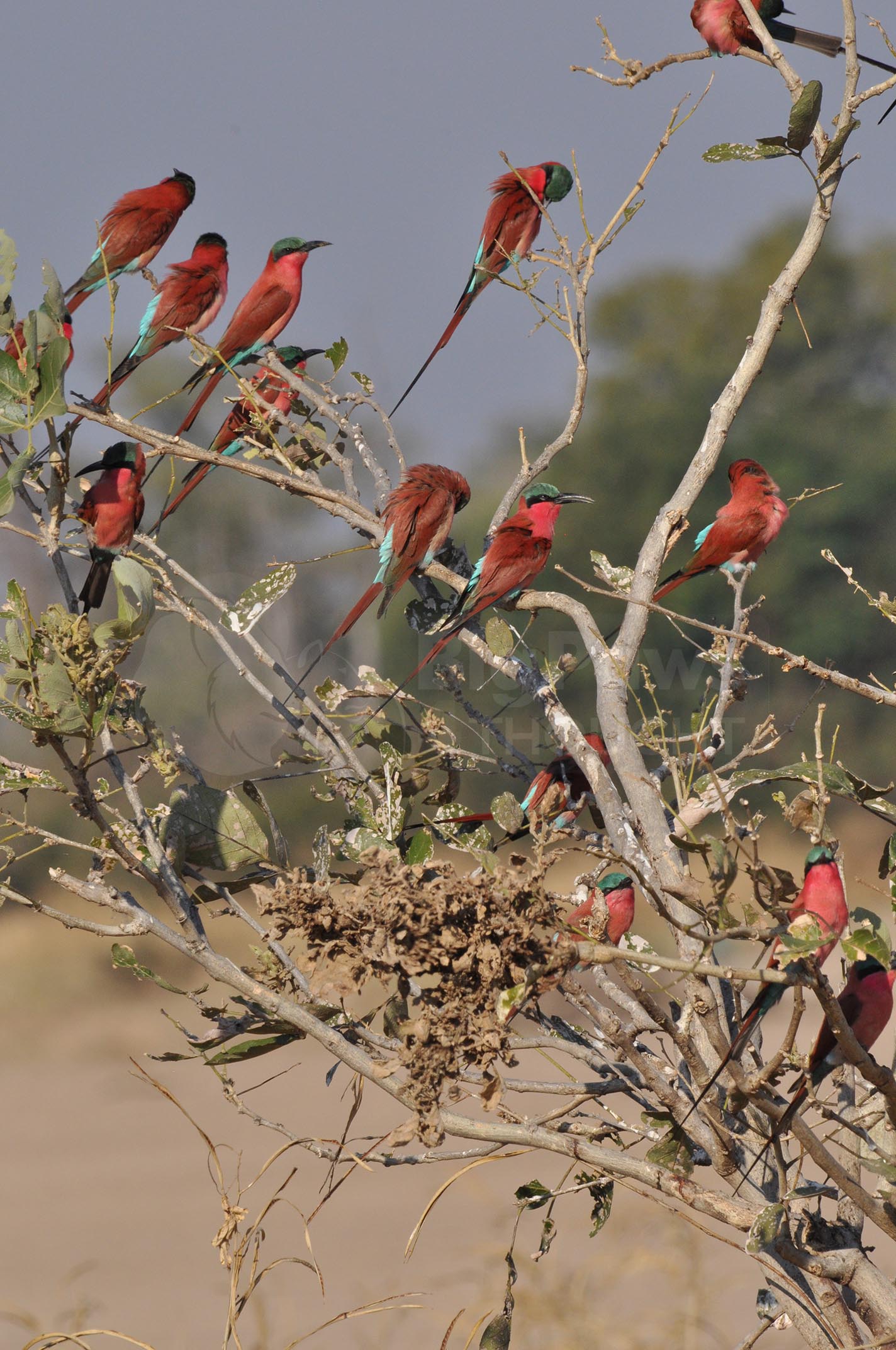 Bee-eaters