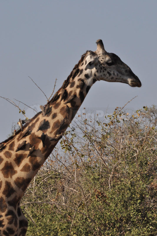 Birds and walking giraffe