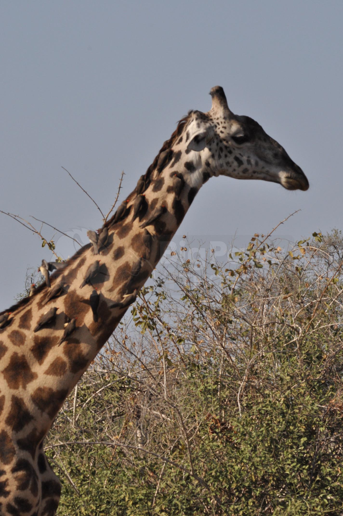 Giraffe Boxed Presenter