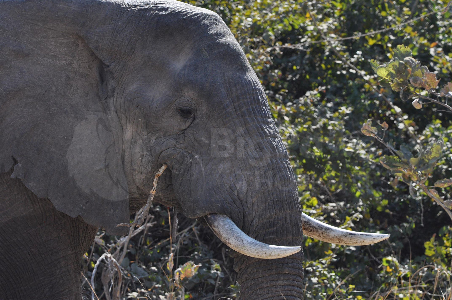 Elephant Boxed Presenter