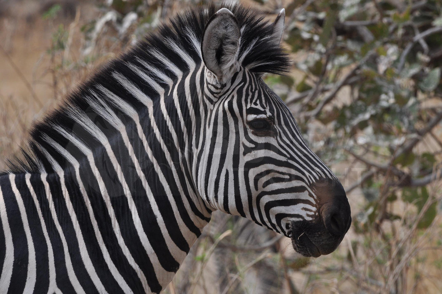 Burchell's zebra