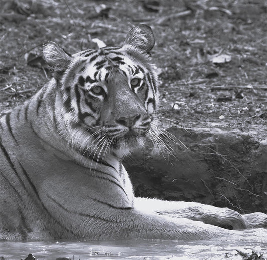 Black and White Tiger Face