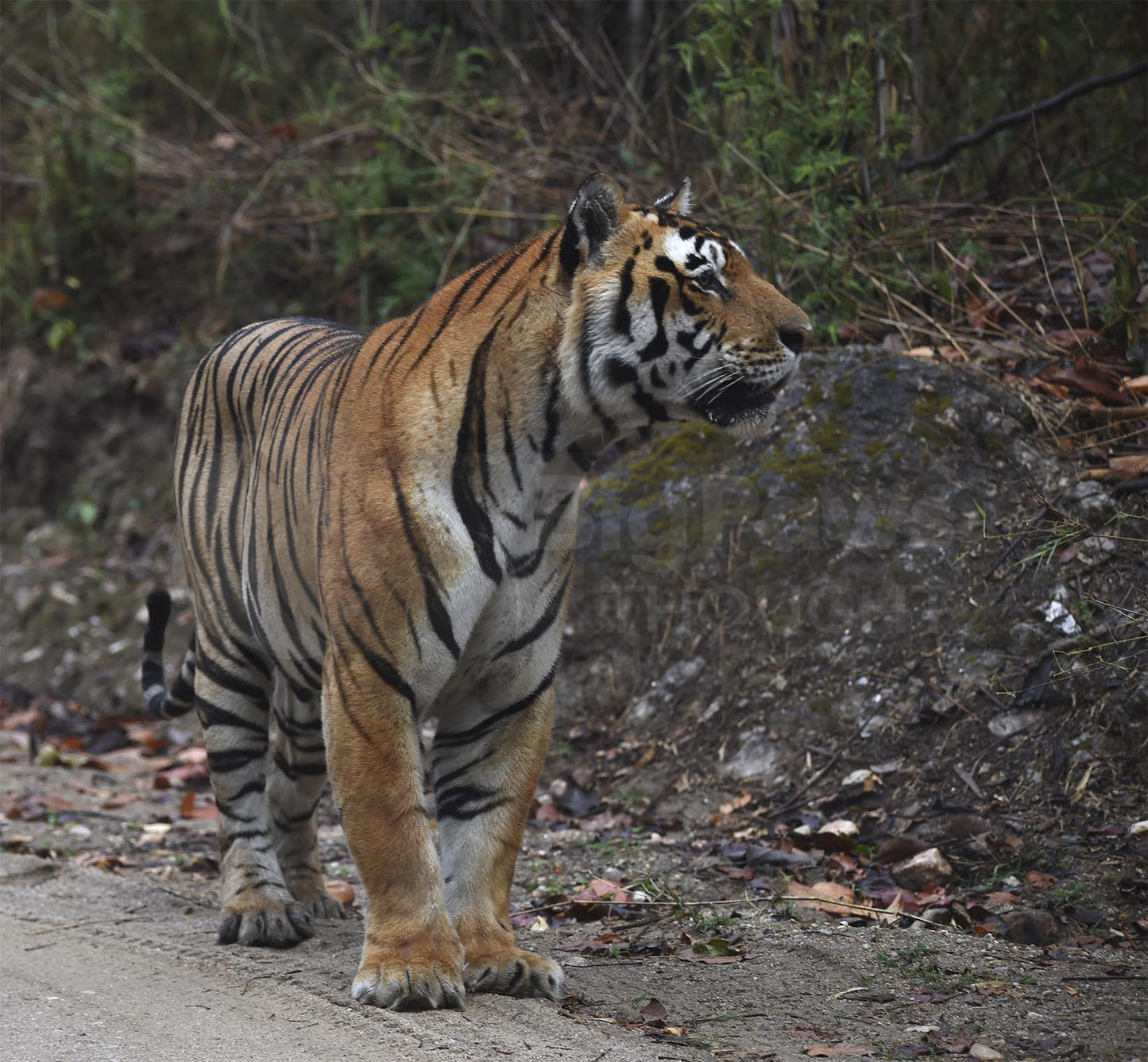 Tiger Walking