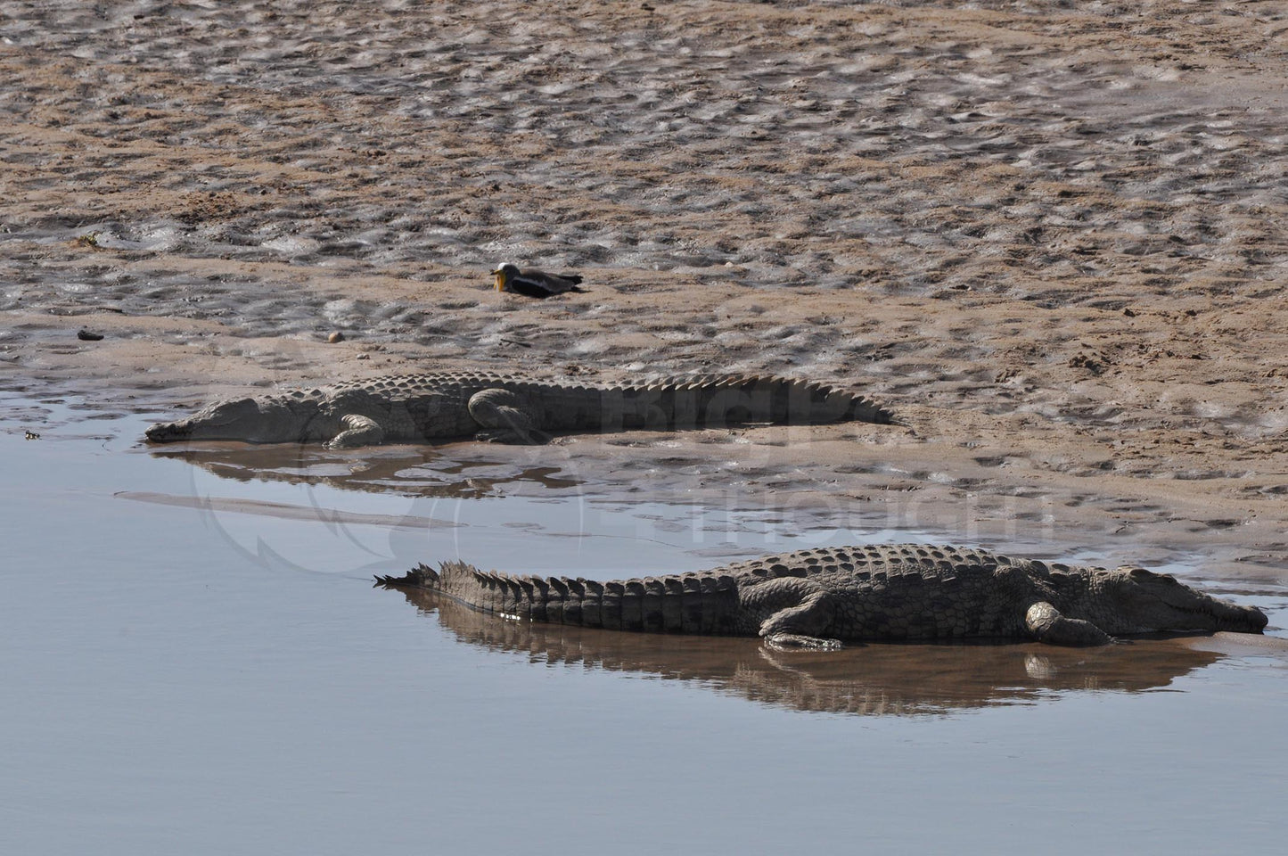 Crocodiles