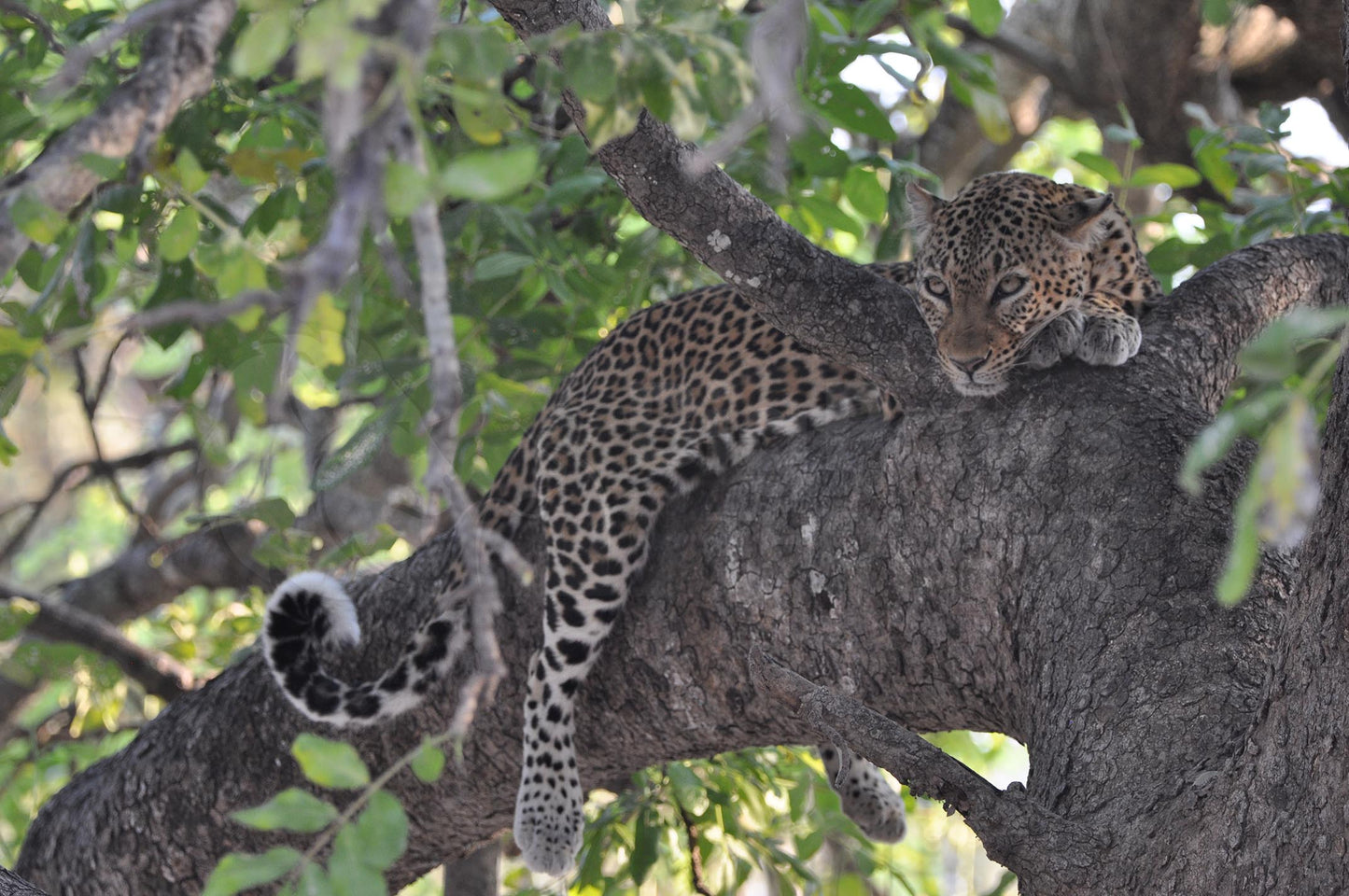 Dozing leopard in the tree