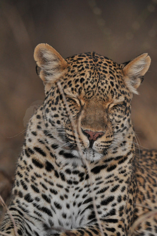 Dozing leopard