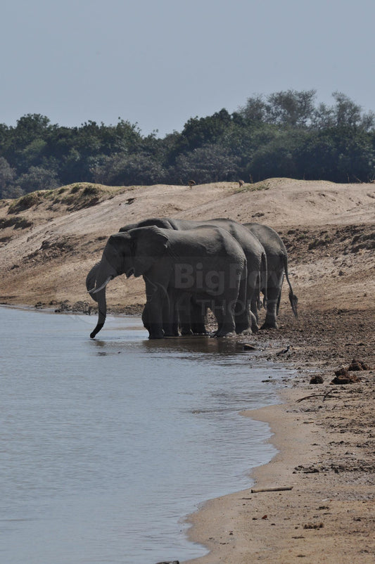 Drinking from the river