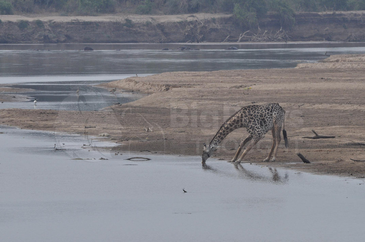 Drinking giraffe