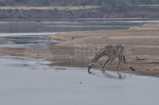 Drinking giraffe