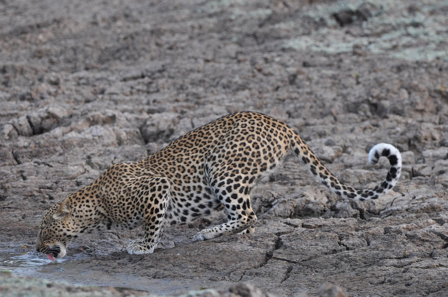 Drinking leopard