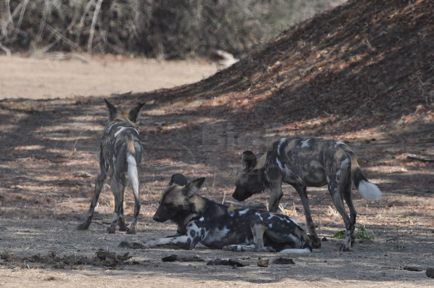 Painted dogs 3