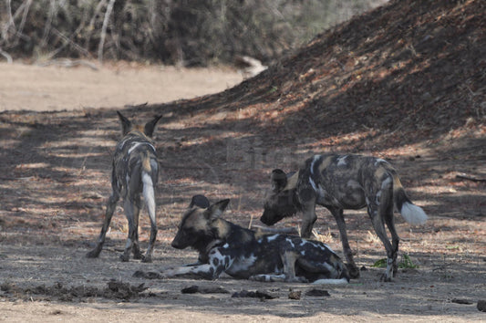 Painted dogs 3