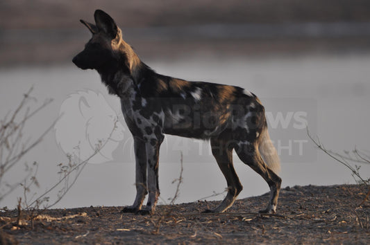 Painted dogs 6