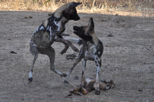 Painted dogs 12