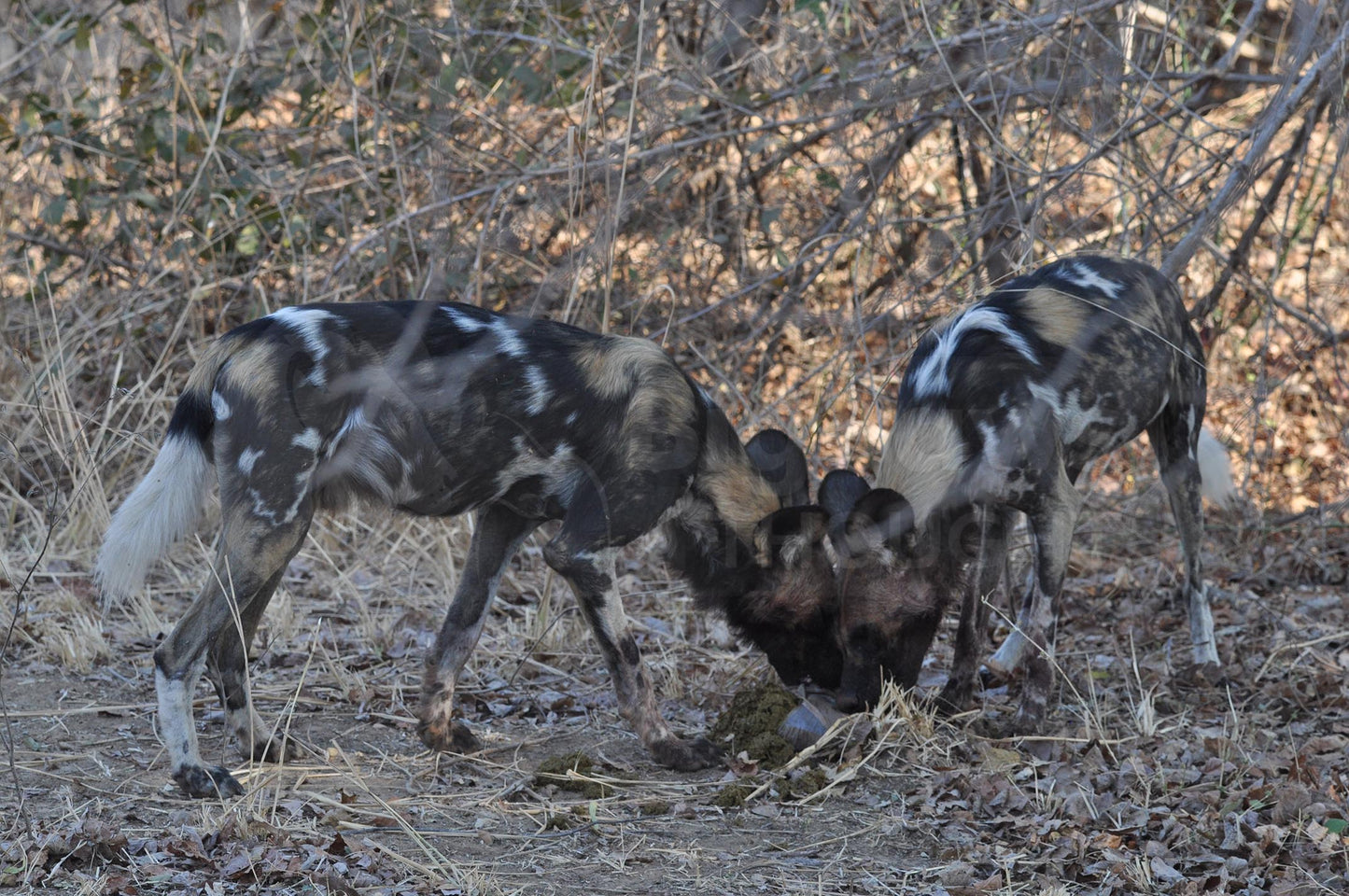 Painted dogs 18