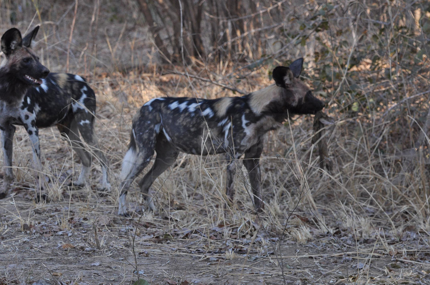 Painted dogs 19