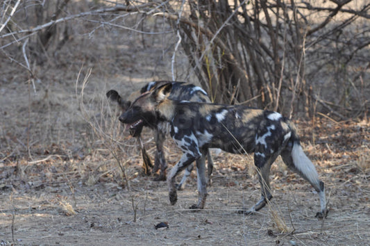 Painted dogs 20