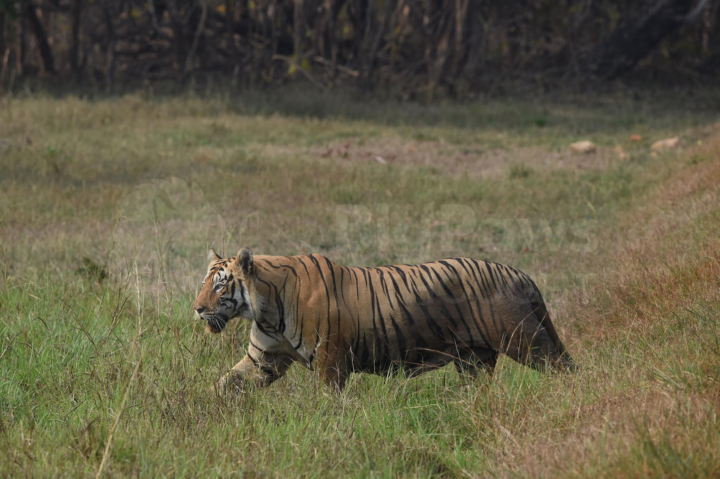 Tiger in the Grass