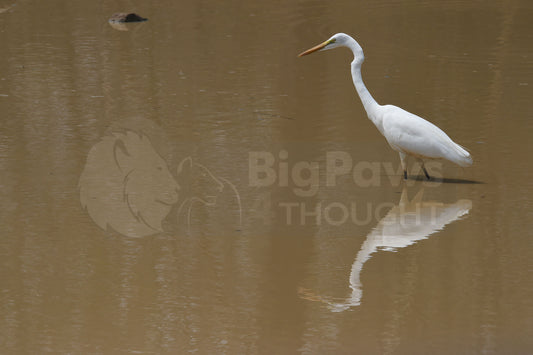 Water Bird