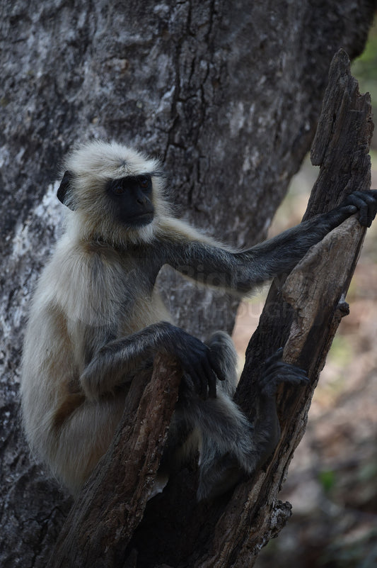 Monkey in Tree