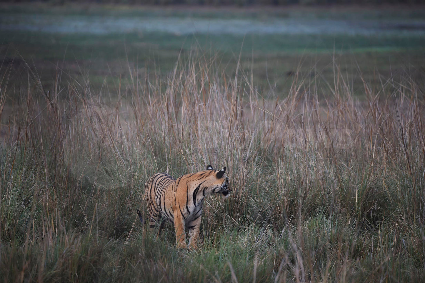 Tiger Looks Back