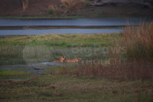 Tigers in the River