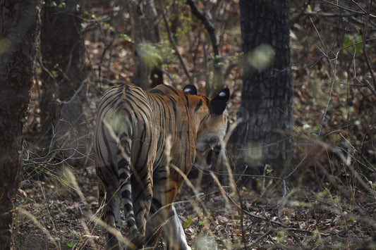 Tigers in the Trees