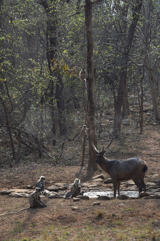 Monkey and Deer