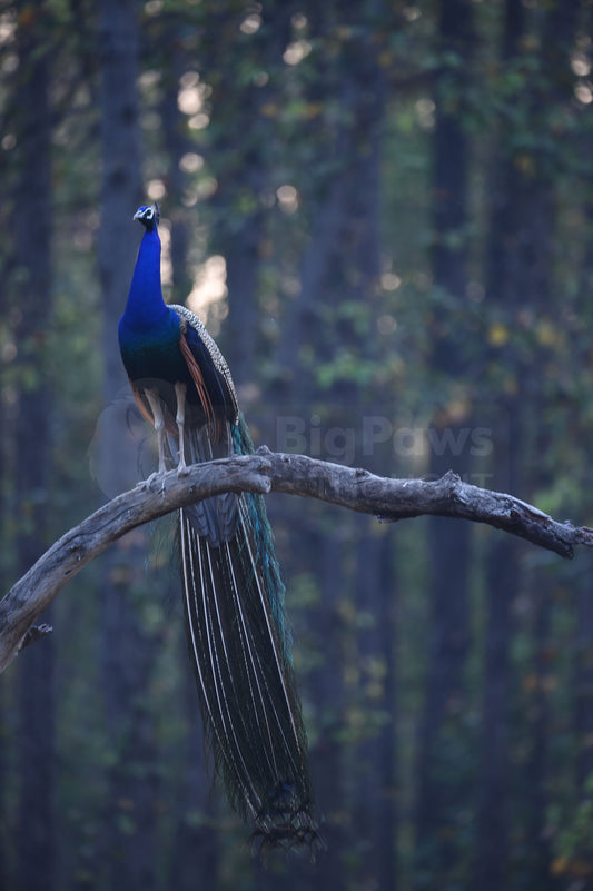 Peacock on a Branch