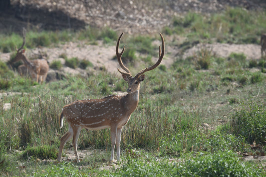 Antelope