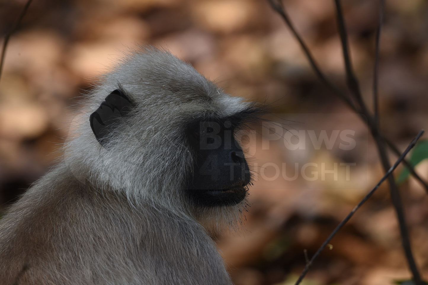 Monkey up Close