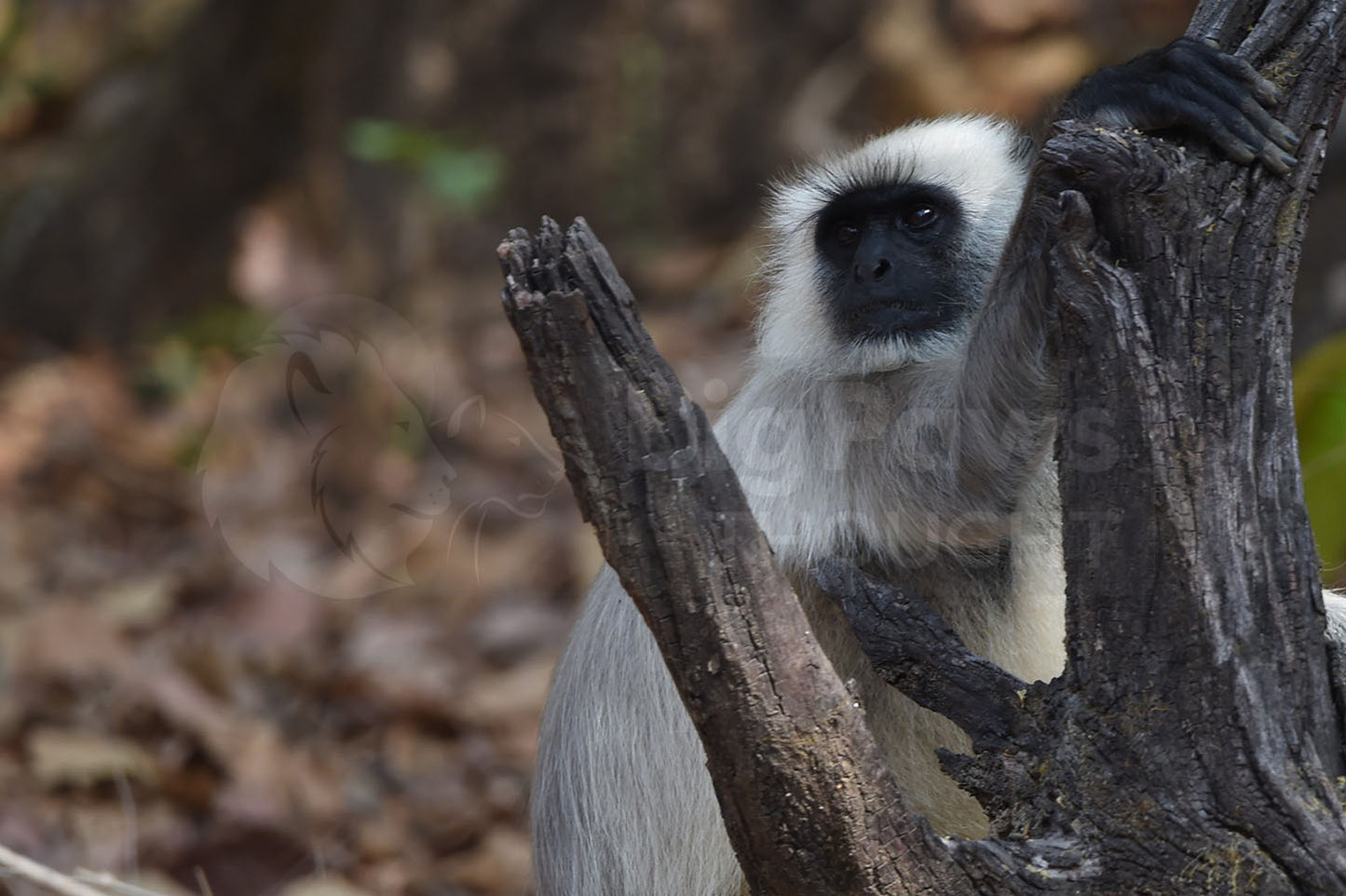 Monkey and Tree