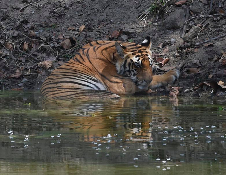 Tiger half in the Water