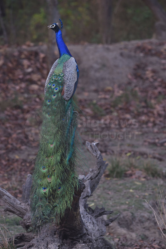 Peacock