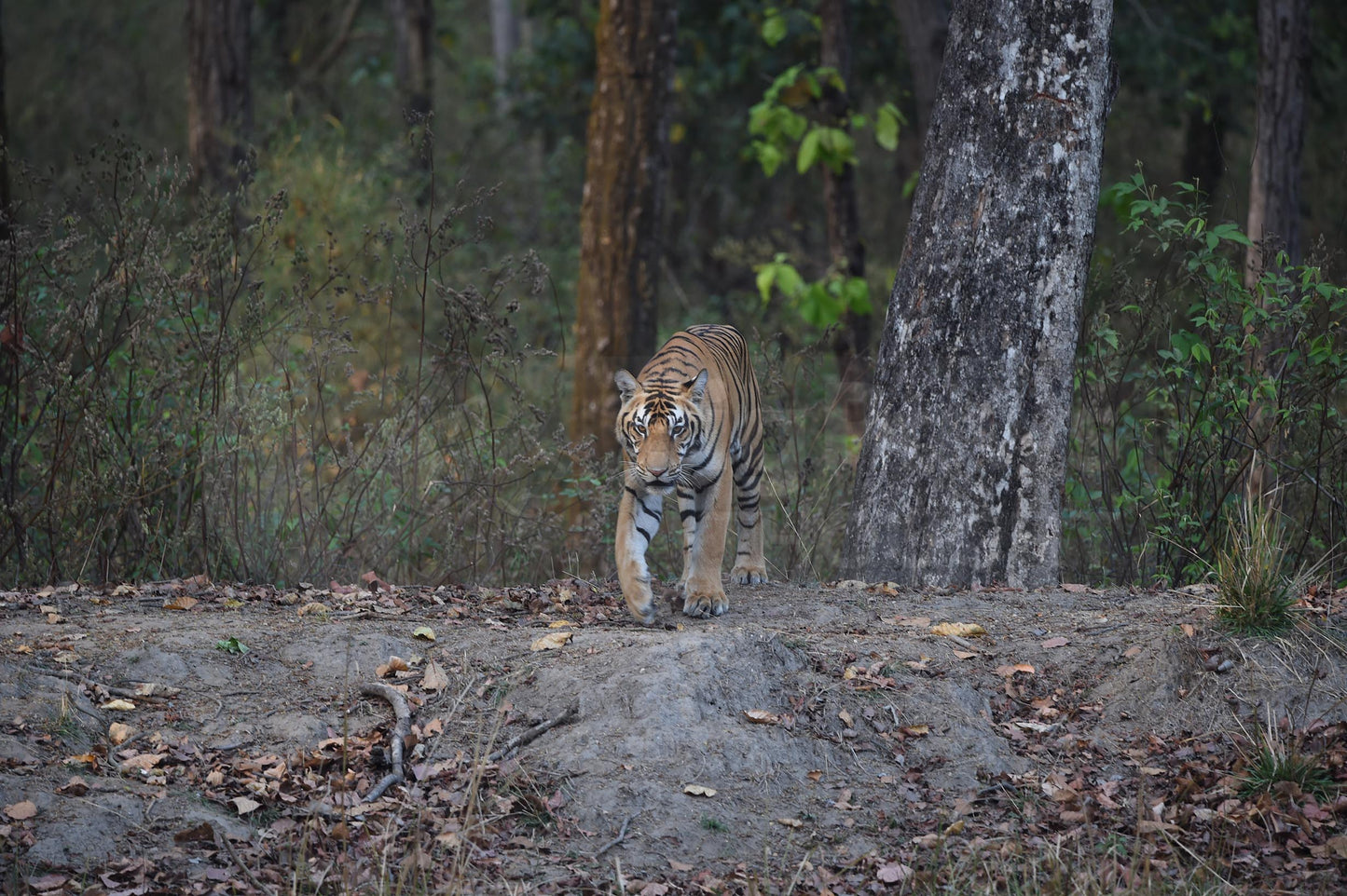 Tiger coming out from the trees