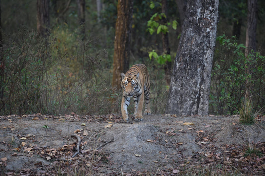 Tiger coming out from the trees