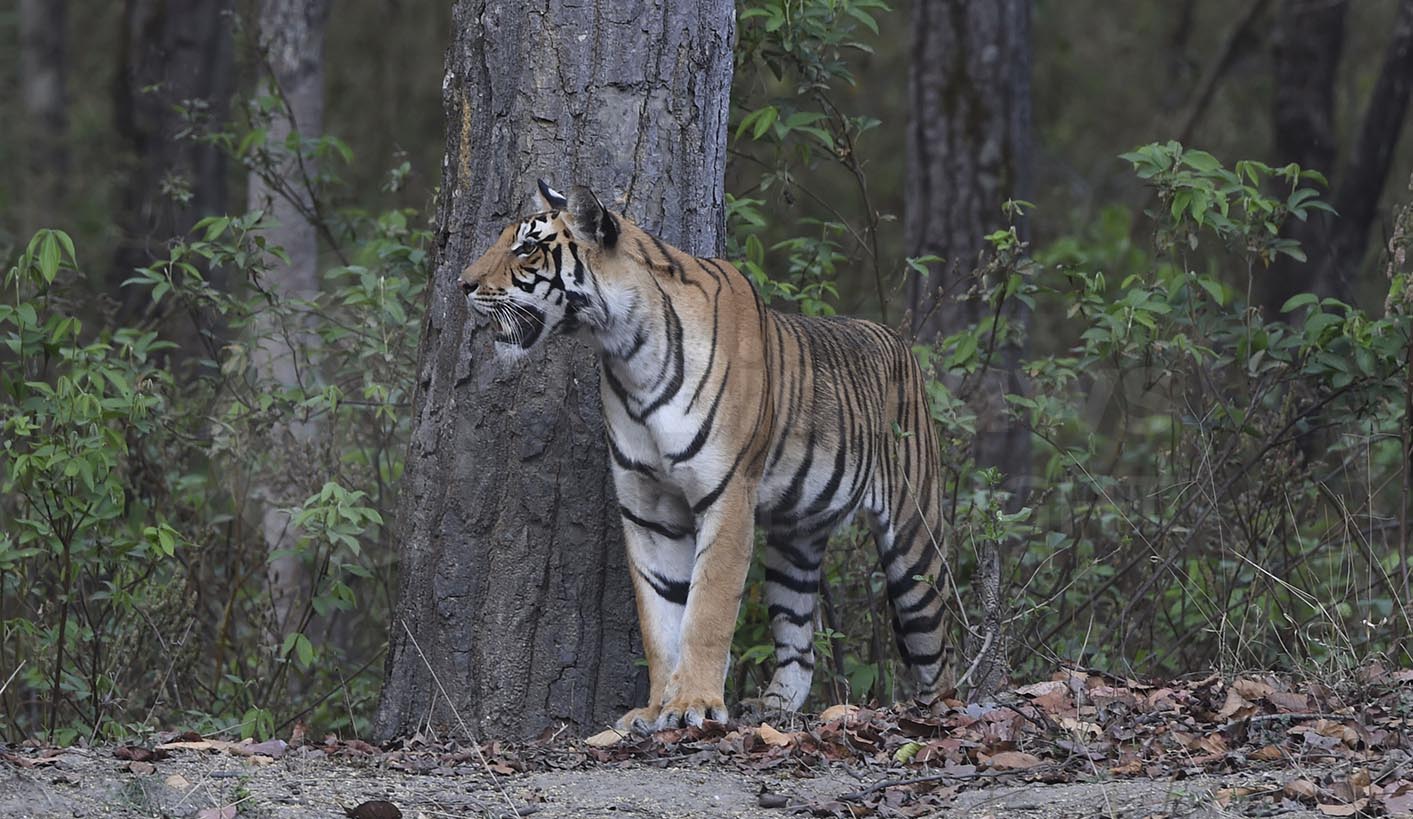 Tiger by a Tree