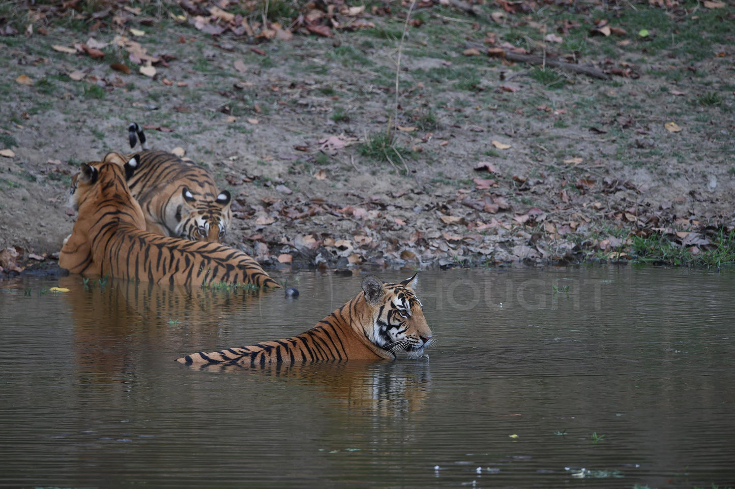 Three tigers in the water