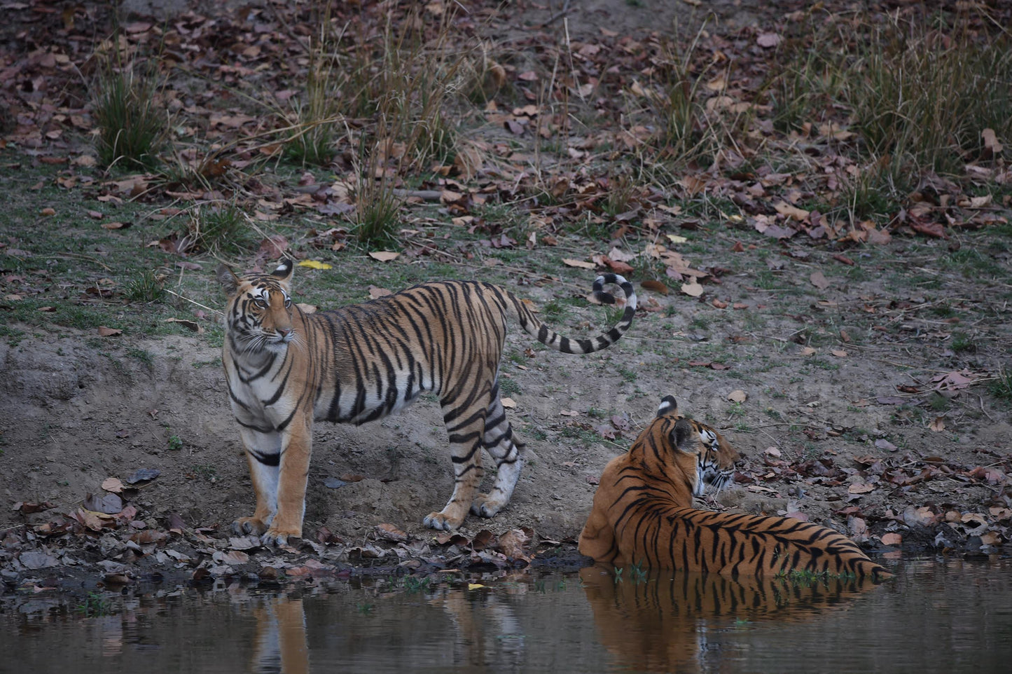 Tigers at the River Edge