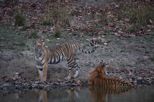 Tigers at the River Edge