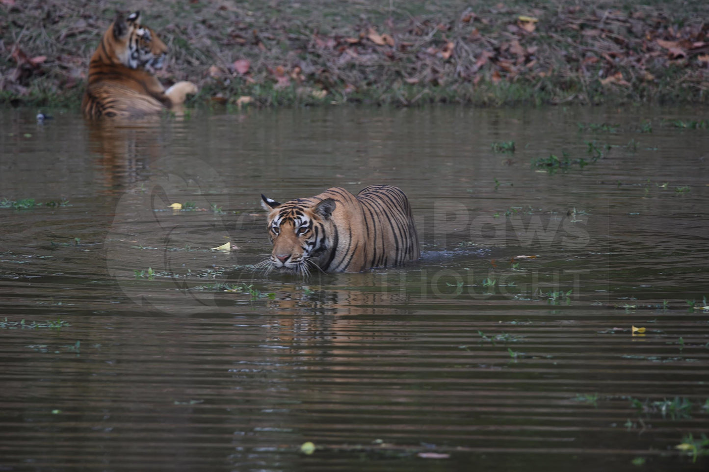 Swimming Tiger