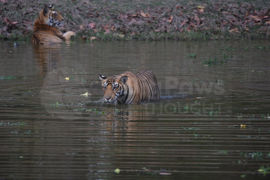 Swimming Tiger