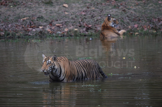 Tiger Walking in the River