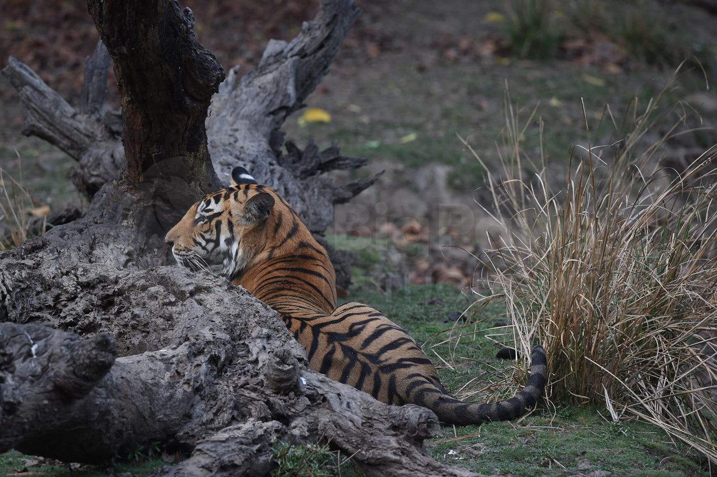 Tiger Sitting by a Tree Trunk